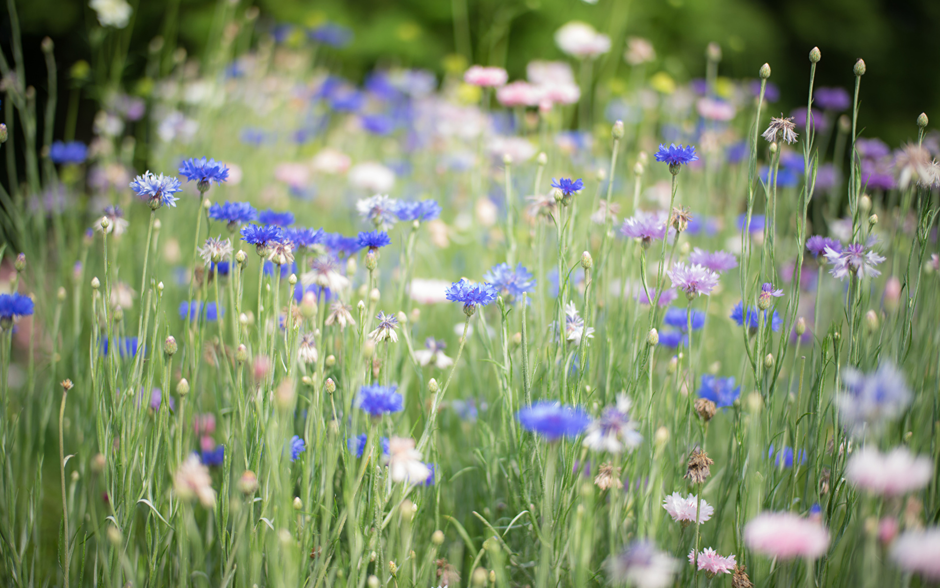 Синие луговые цветы