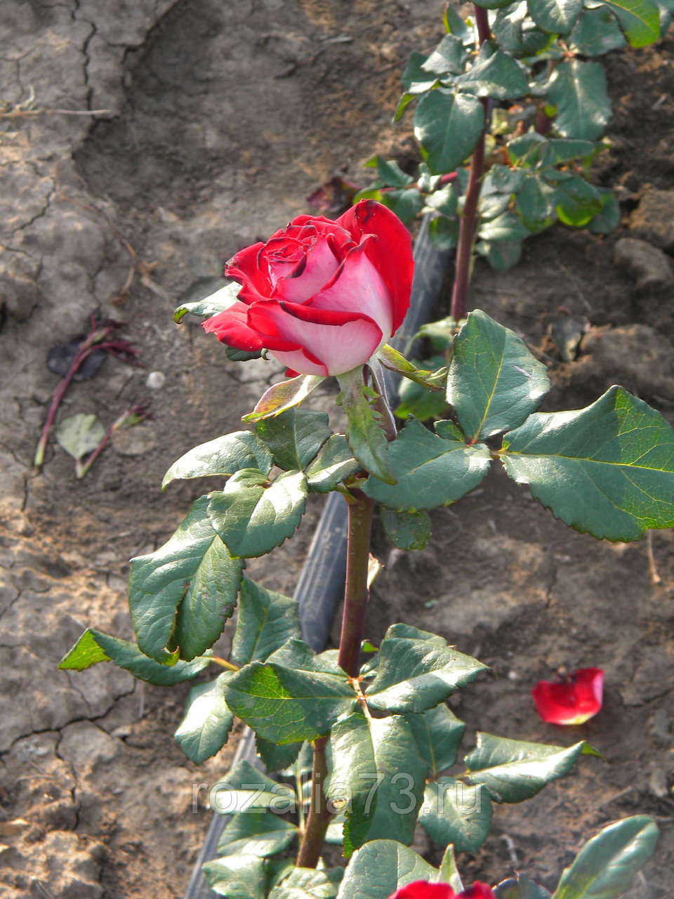 Осирия чайно гибридные розы фото и описание