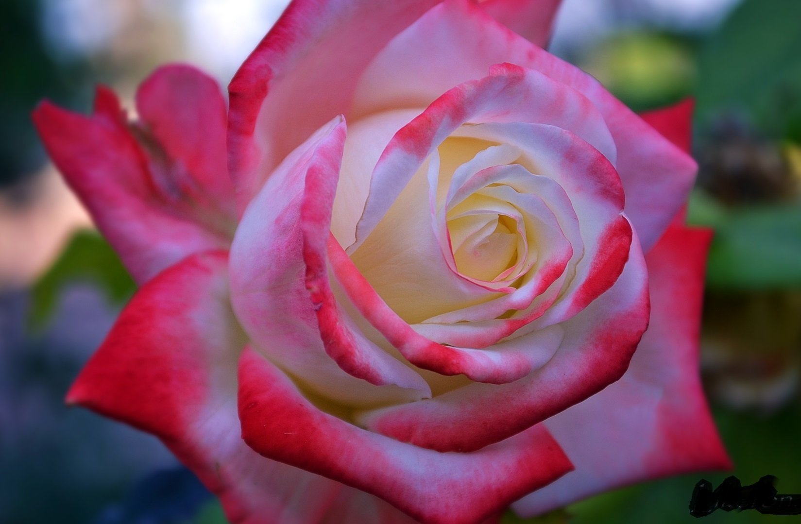 Роза чайно-гибридная Каррамба
