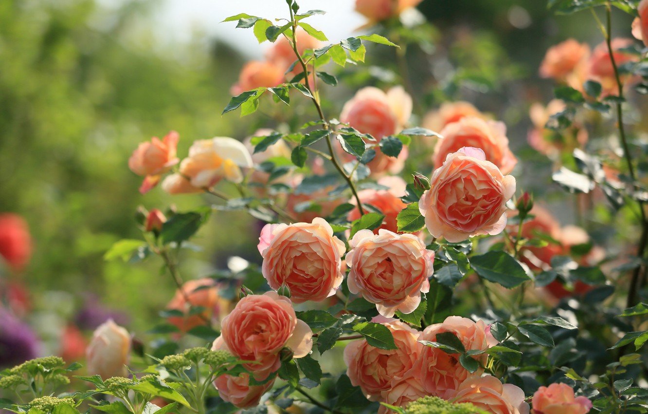 Кустовые розы фото для сада