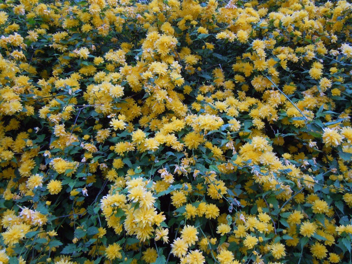 Керрия японская кустарник с желтыми цветами