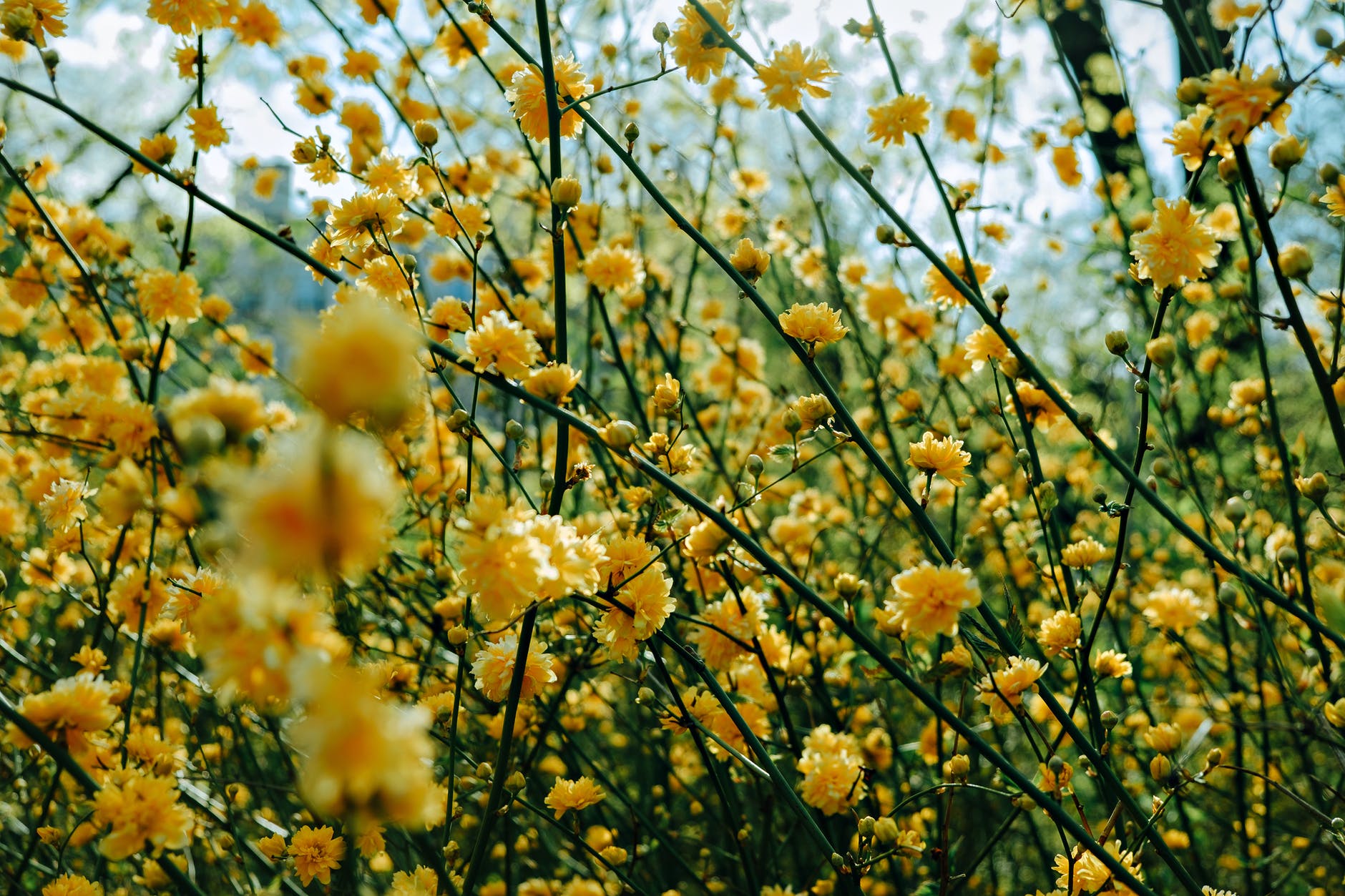 Желтый кустарник название цветущий весной фото. Куст японская керрия. Керрия японская махровая. Керрия японская Pleniflora.