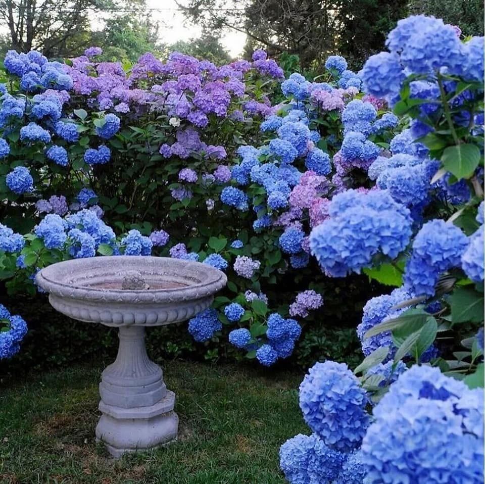 Высокие Синие Цветы Для Сада