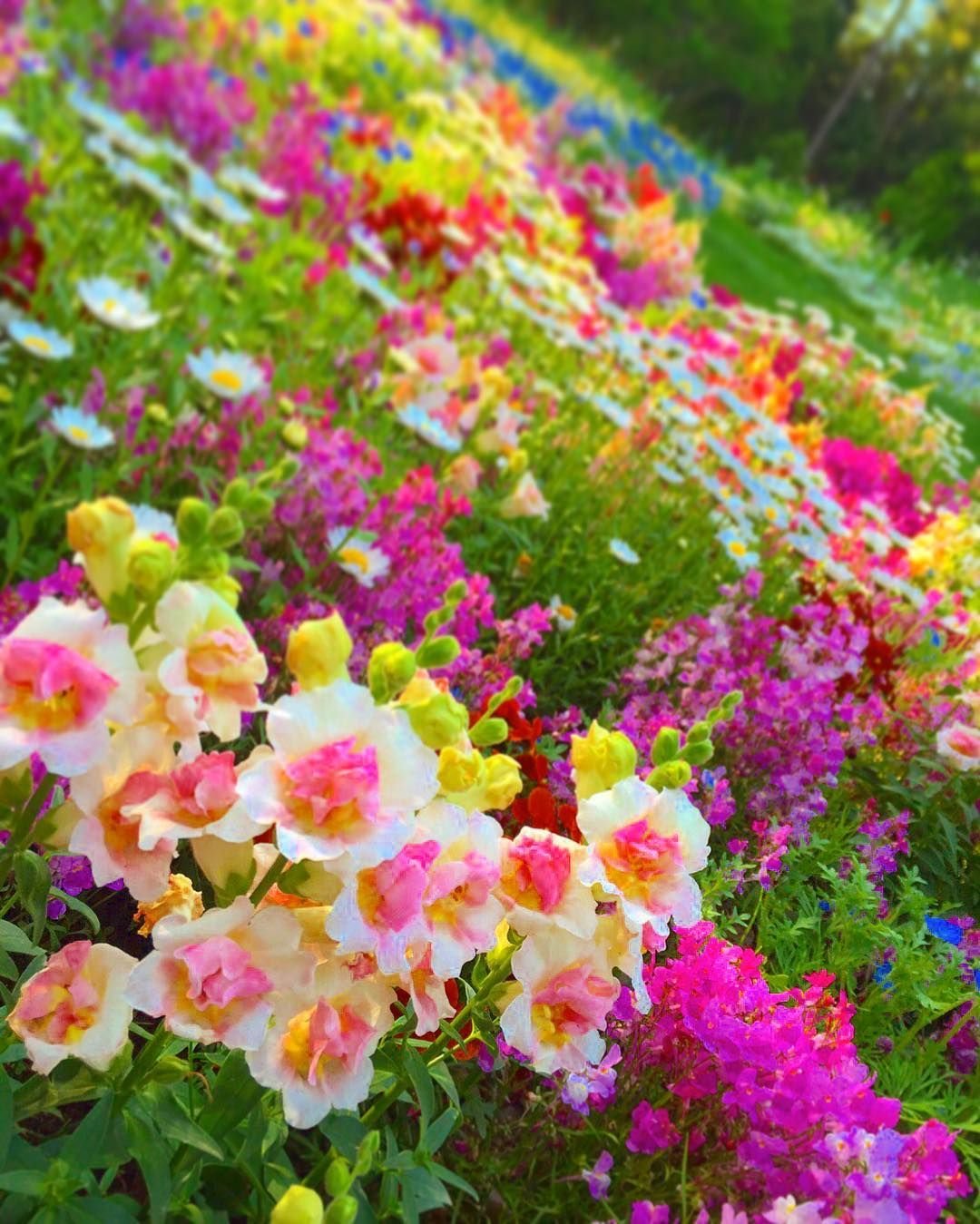 цветы живые фото красивые растущие