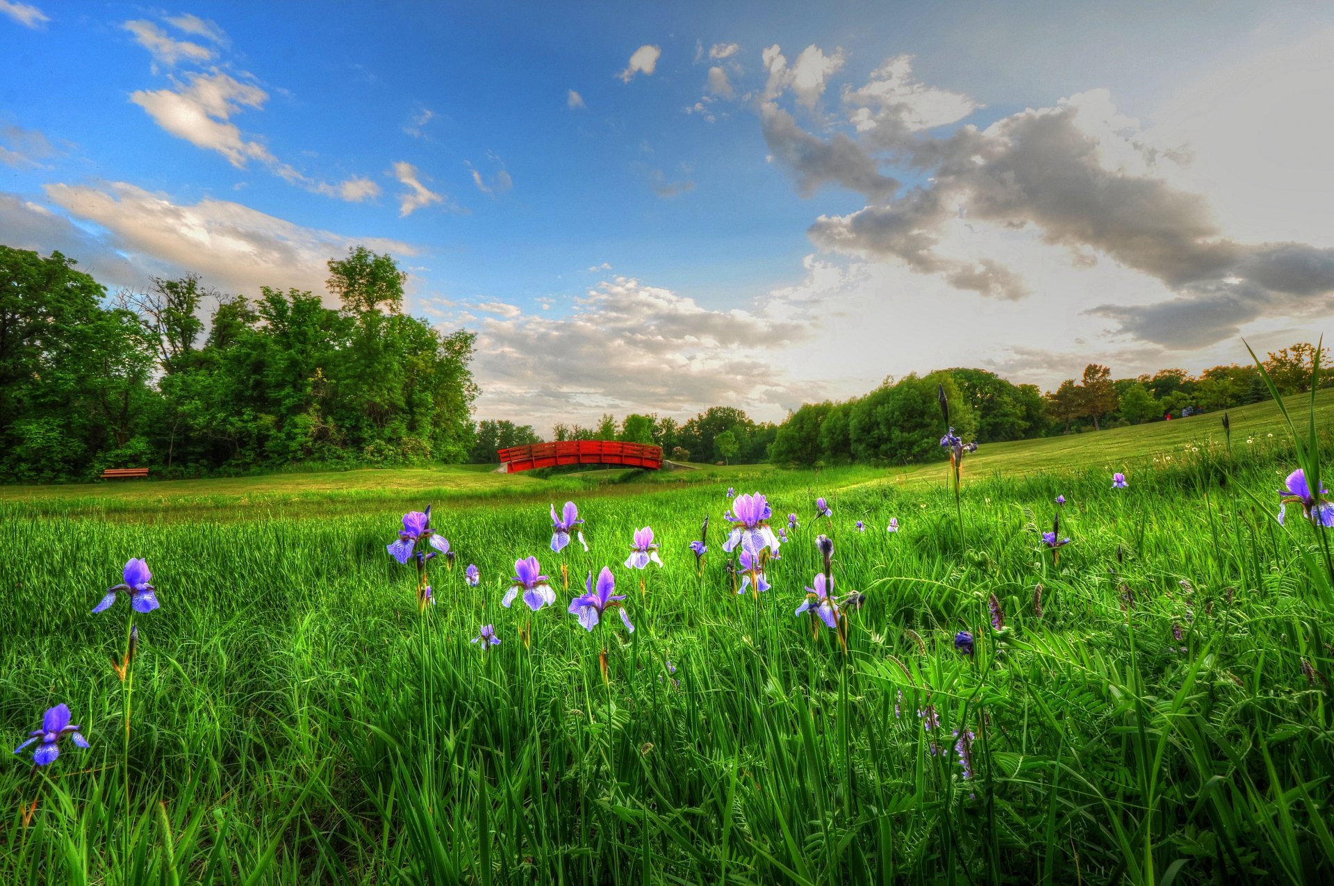 летняя цветочная поляна картинки