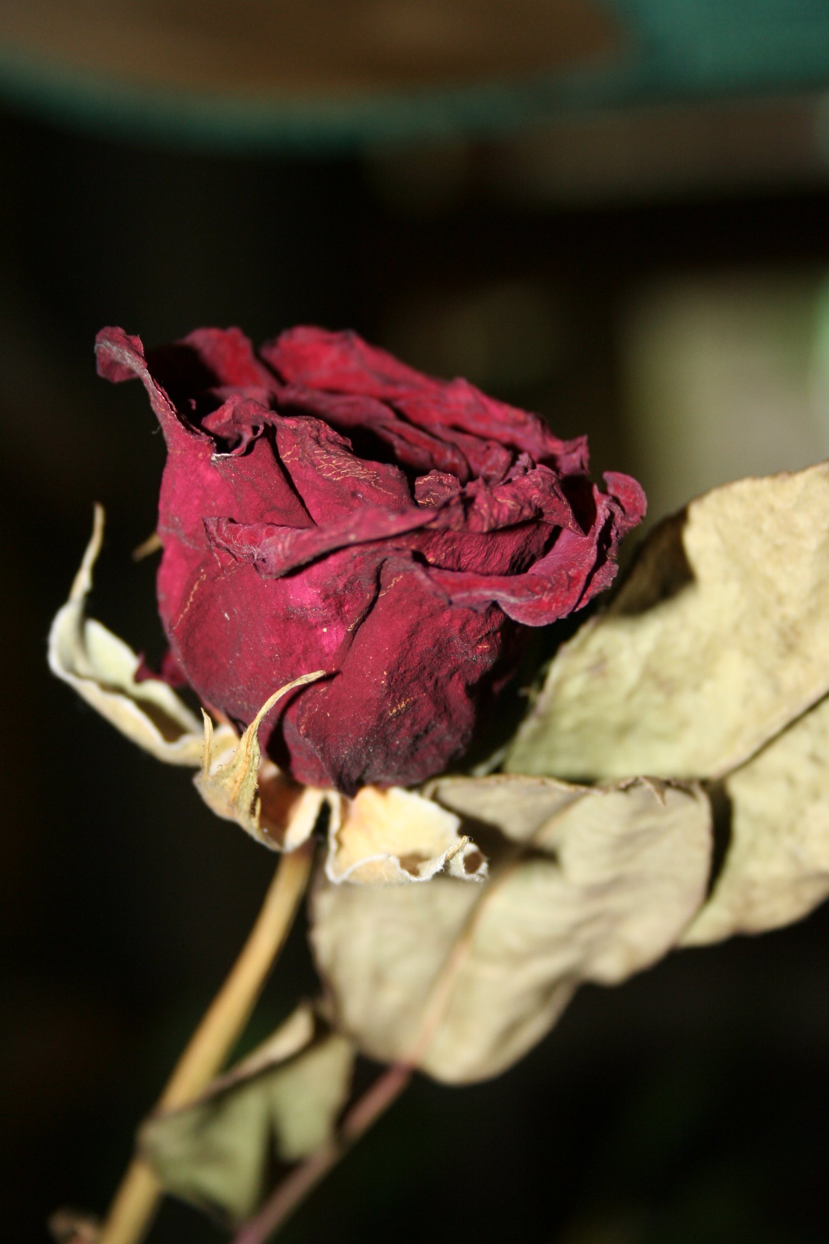 Сухие красные розы