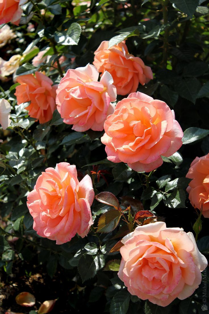 Роза флорибунда (Rosa Atlantic Star)
