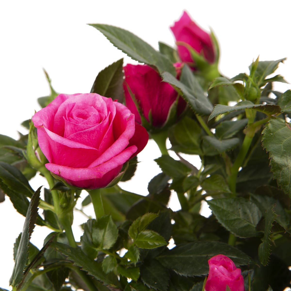 Комнатная роза Стар Розес
