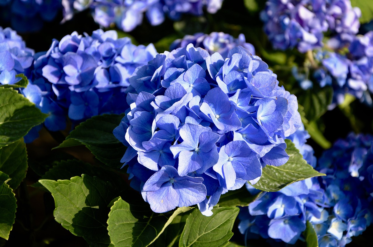 Цветы с синими цветами фото и названия