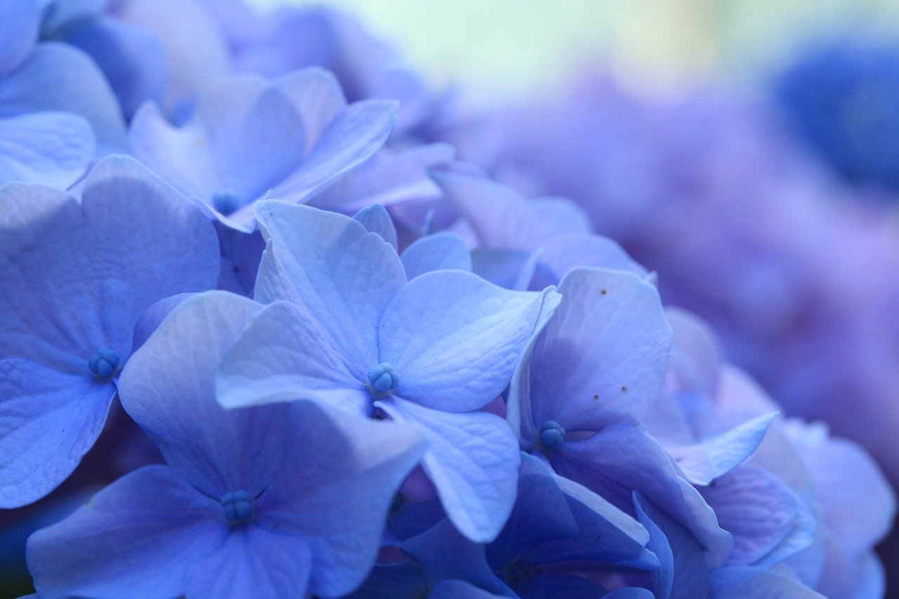 Голубые Красивые Цветы