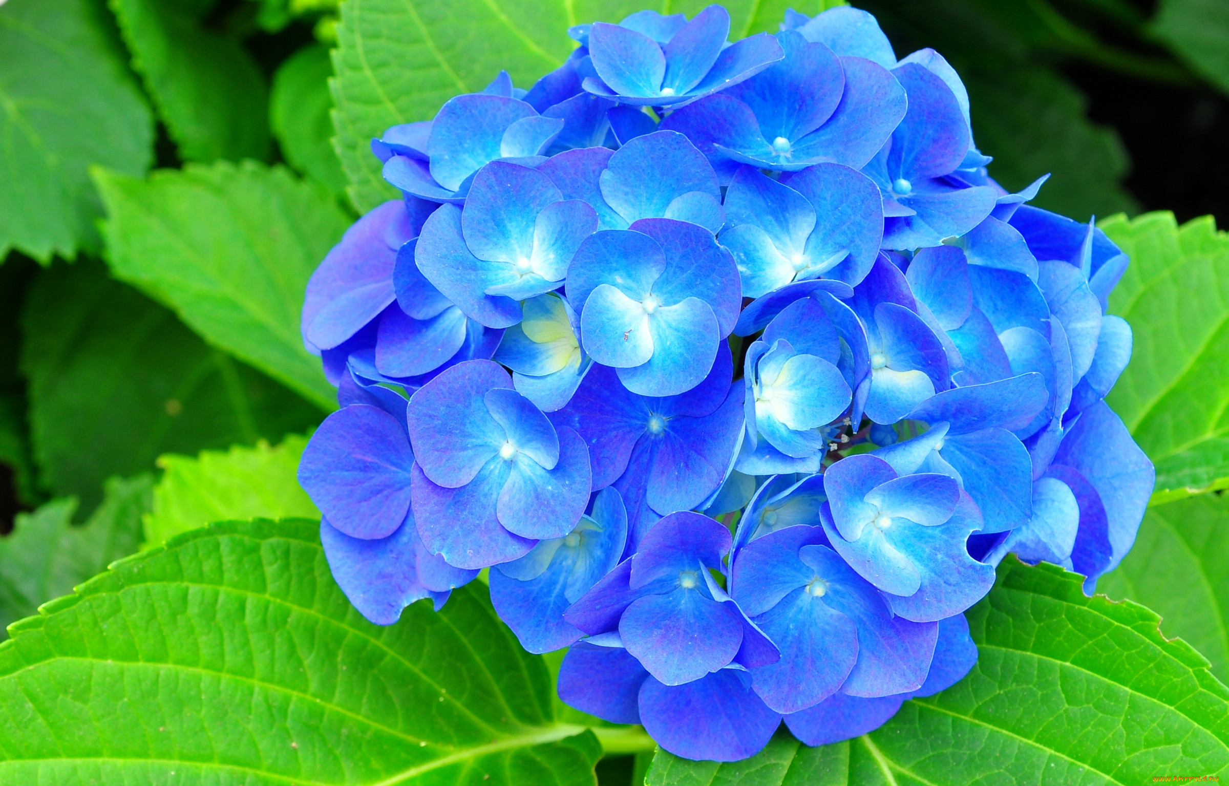 Голубые цветы фото красивые