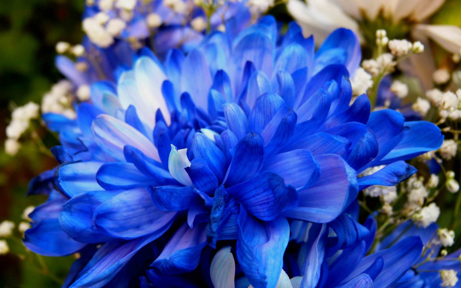 Фото синие цветы в хорошем качестве