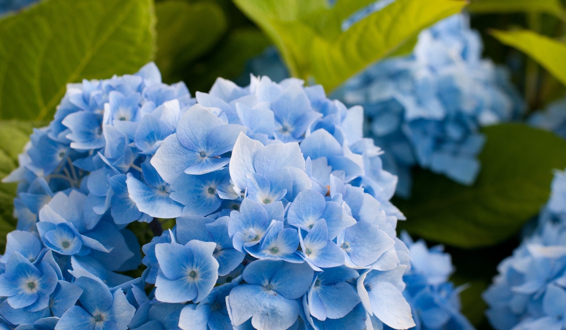 Цветы синего цвета (101 фото) .