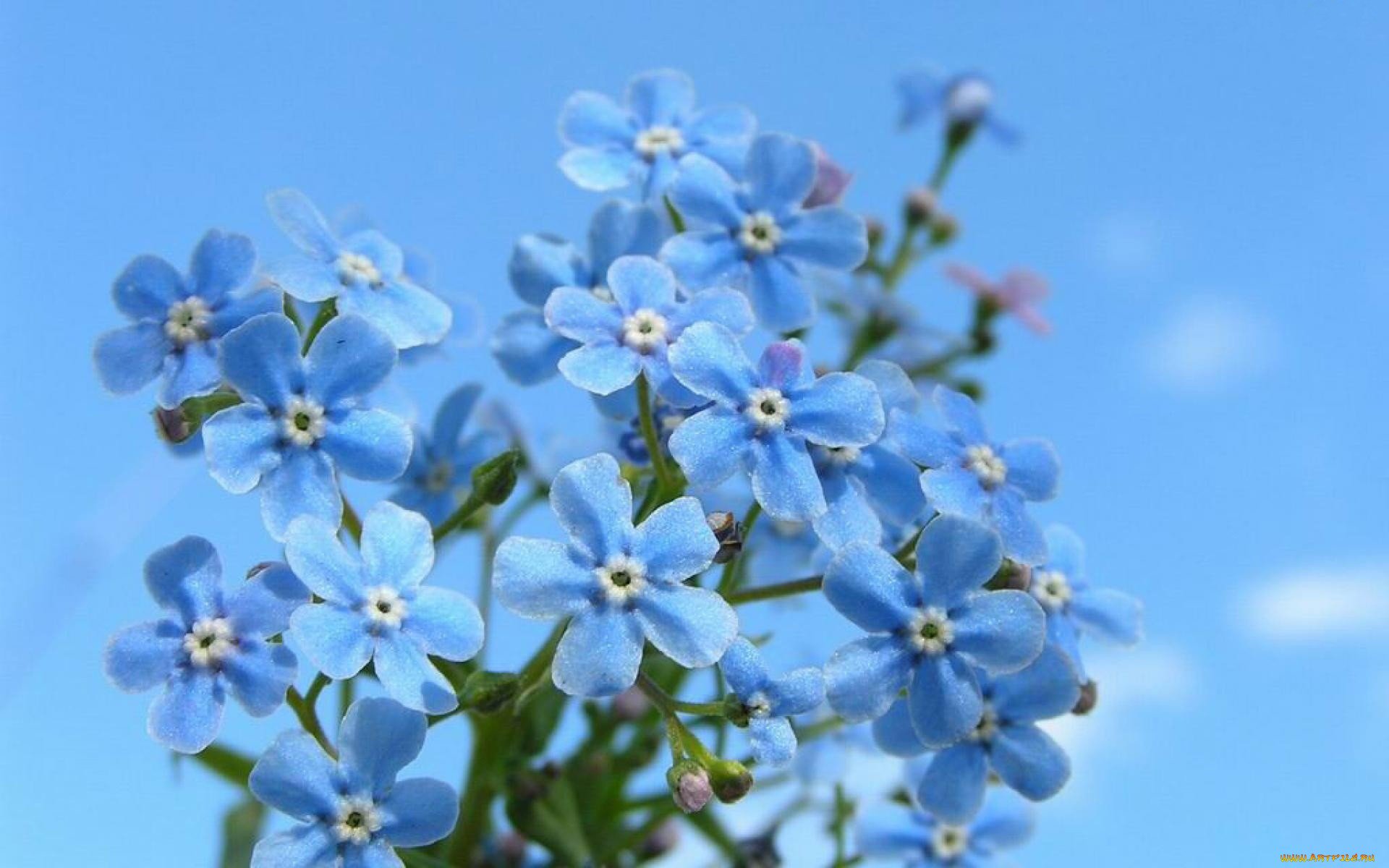 Фон незабудки. Незабудка Енисейская. Незабудка Енисейская - Myosotis jenisseensis. Голубые цветы незабудки. Небесно голубая Незабудка.