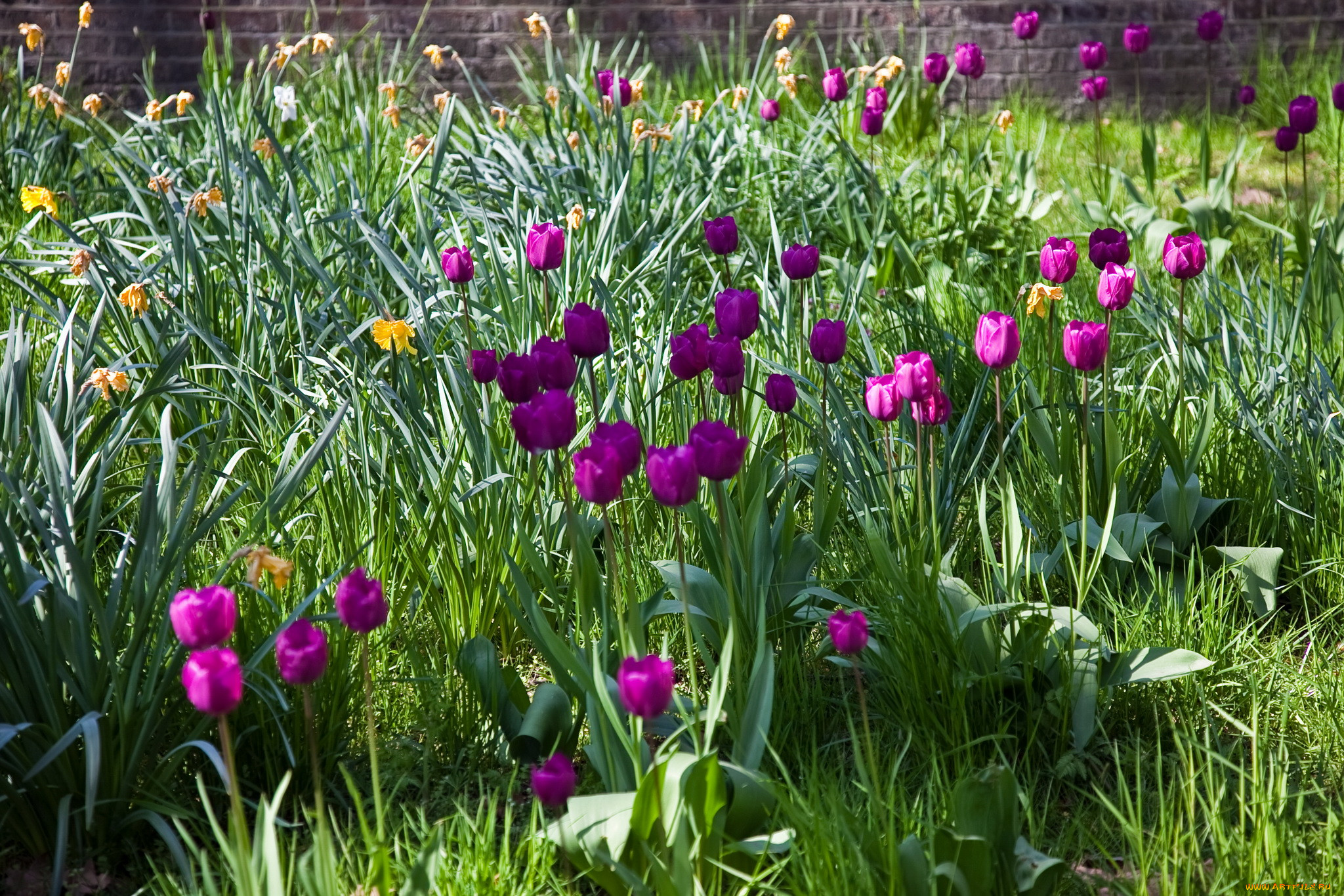 Фото тюльпанов в саду на даче