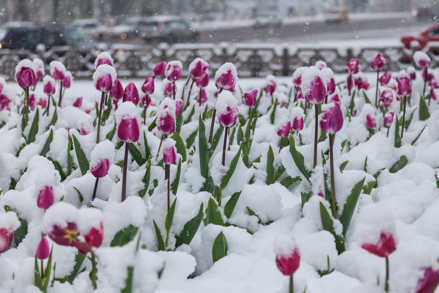 Цветы которые цветут в марте. Цветы зимой. Цветы в снегу. Вена в снегу.