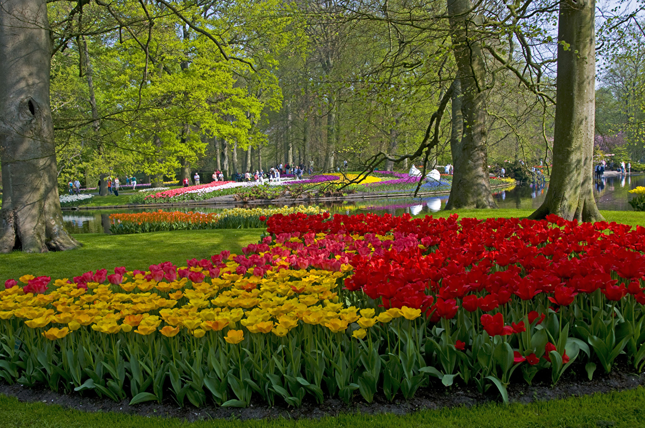 Тюльпаны в парках