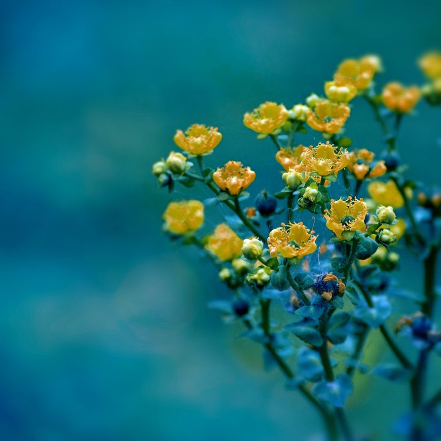 Маленькие желтые цветочки