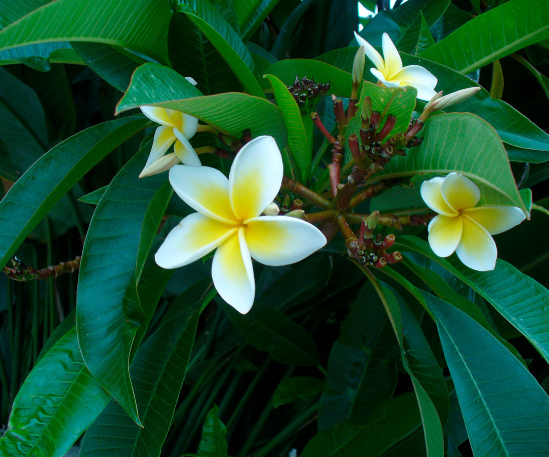 тропический цветок название фото комнатный