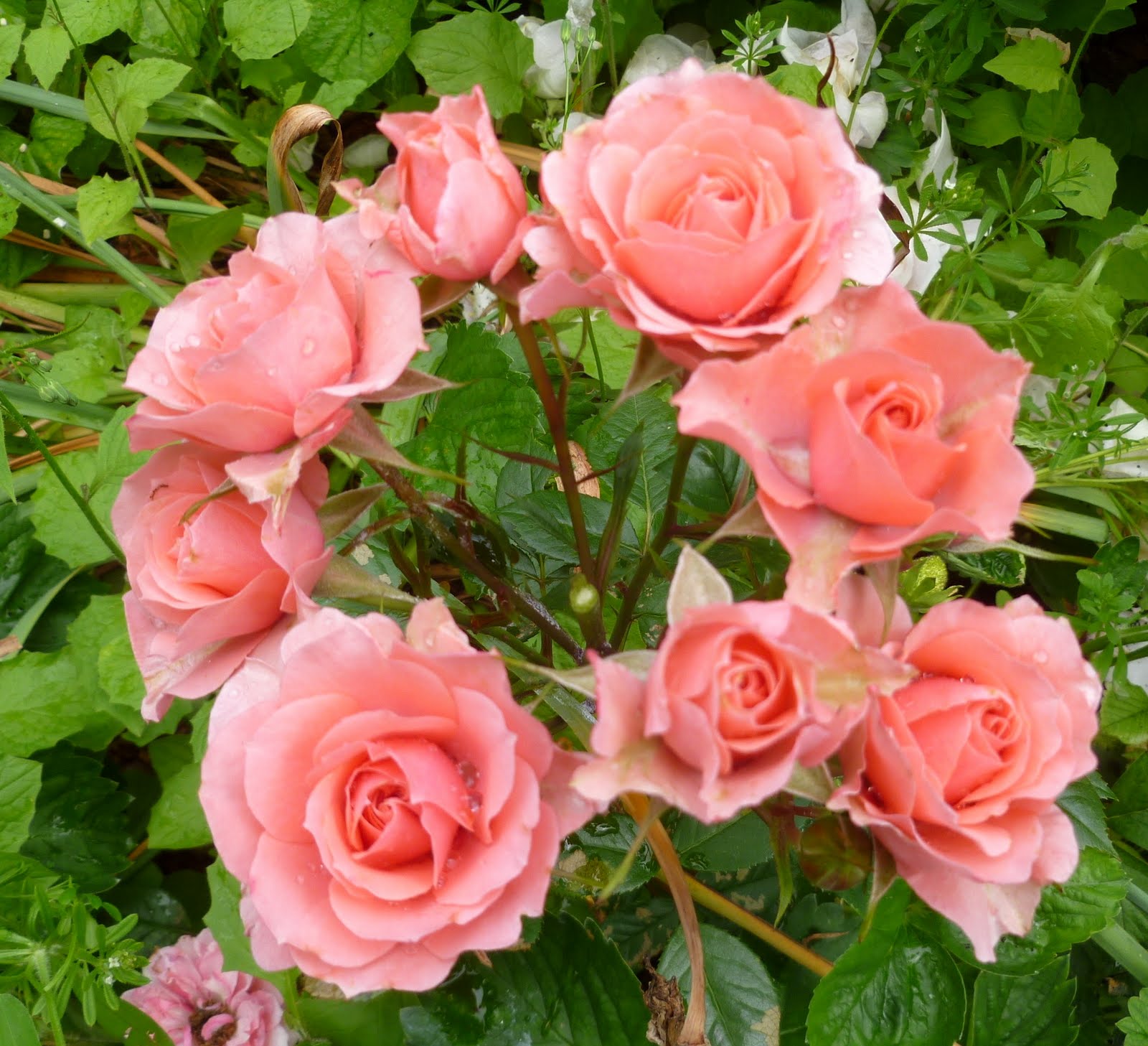 Хорошие саженцы роз. Розы плетистые Лавиния.
