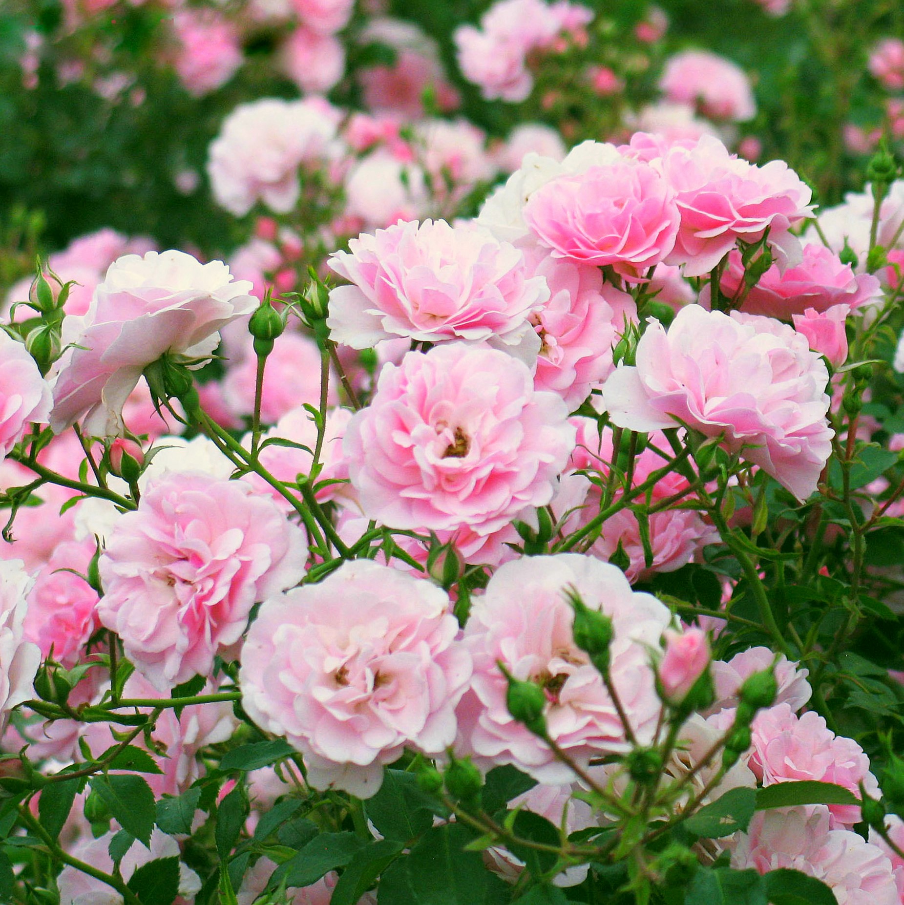 Почвопокровная роза лариса фото и описание