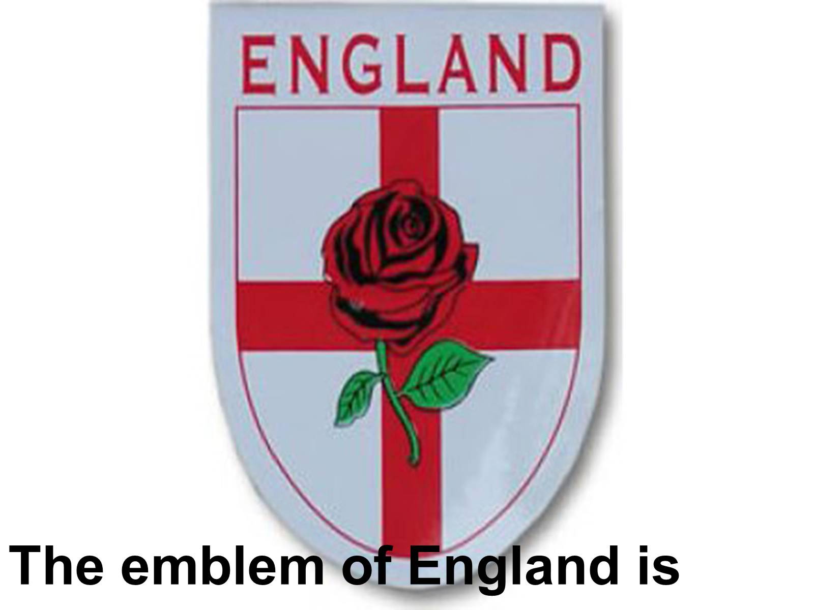 Национальный символ Англии красная роза