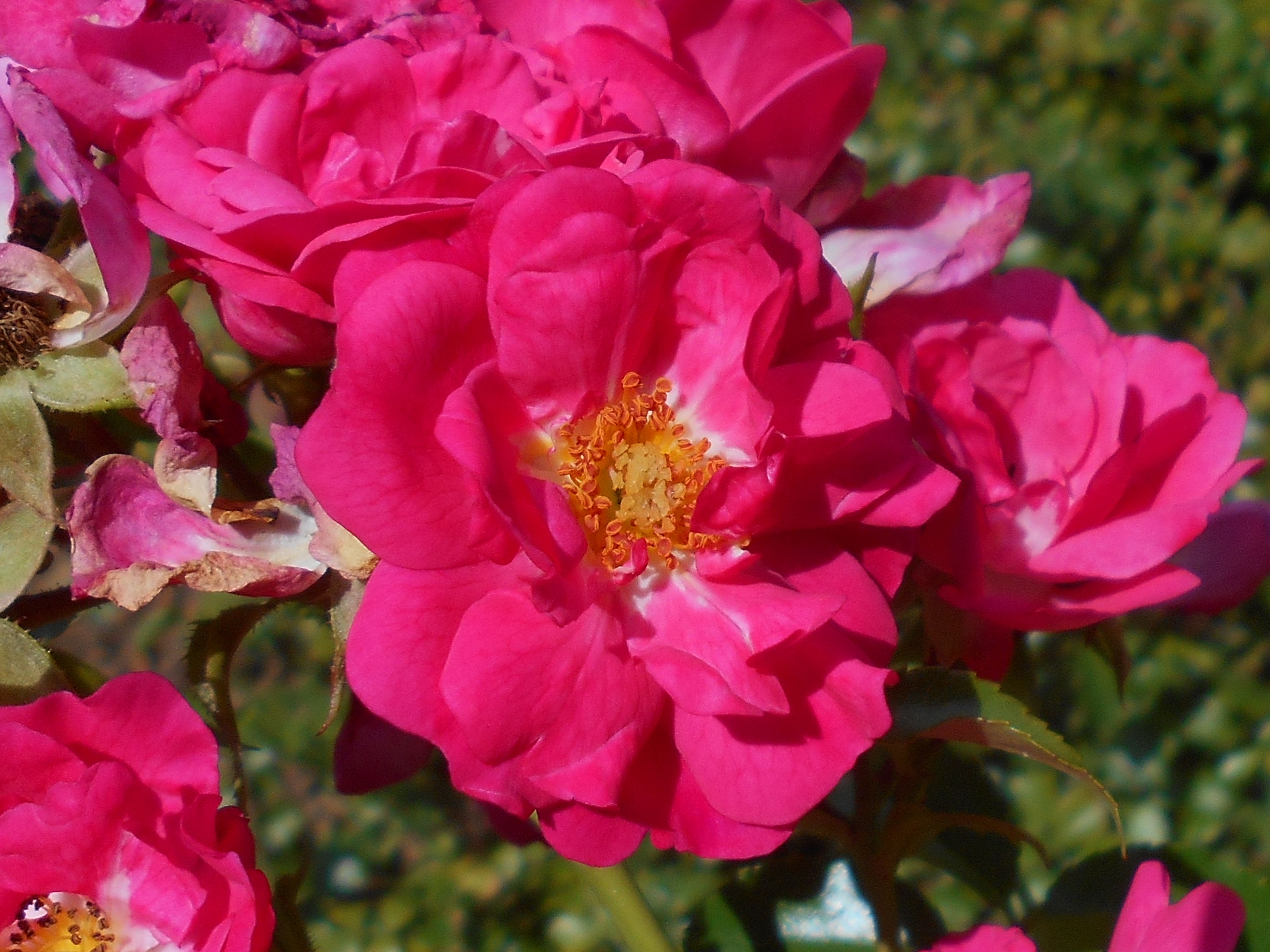 Роза почвопокровная Хейдетраум