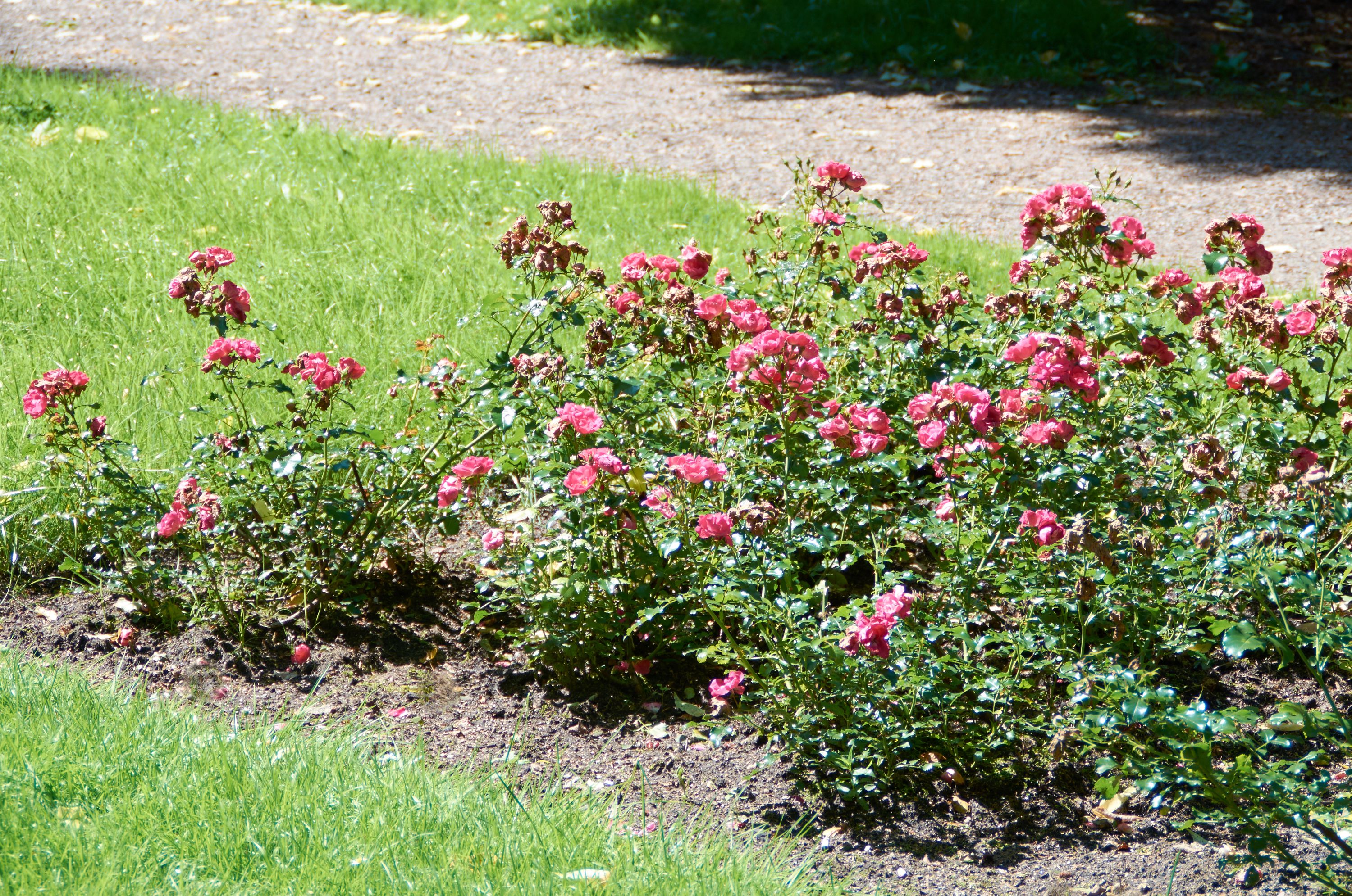 Роза почвопокровная 'Heidetraum'