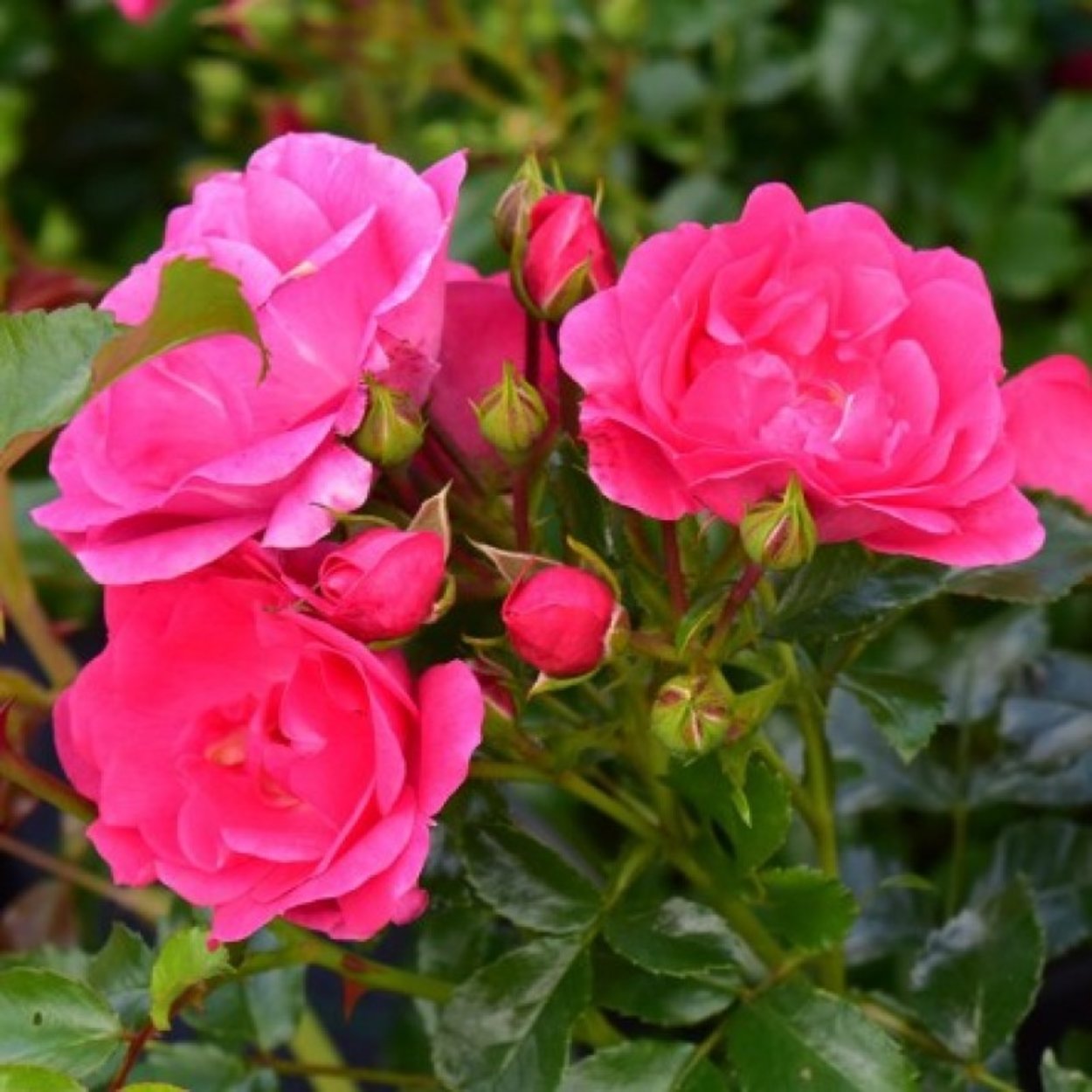 Роза почвопокровная пинк беллс фото и описание