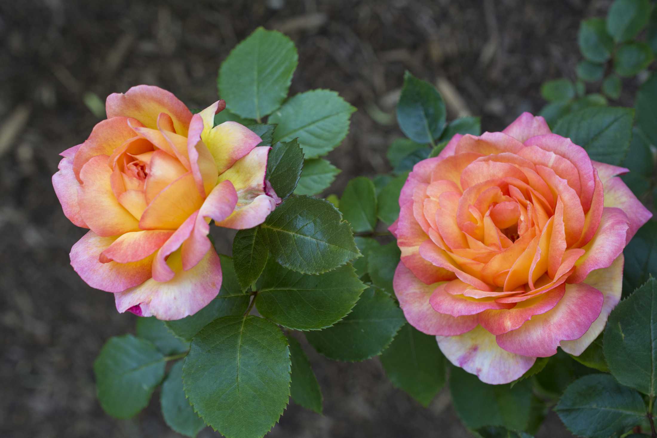 Роза флорибунда (Rosa Atlantic Star)