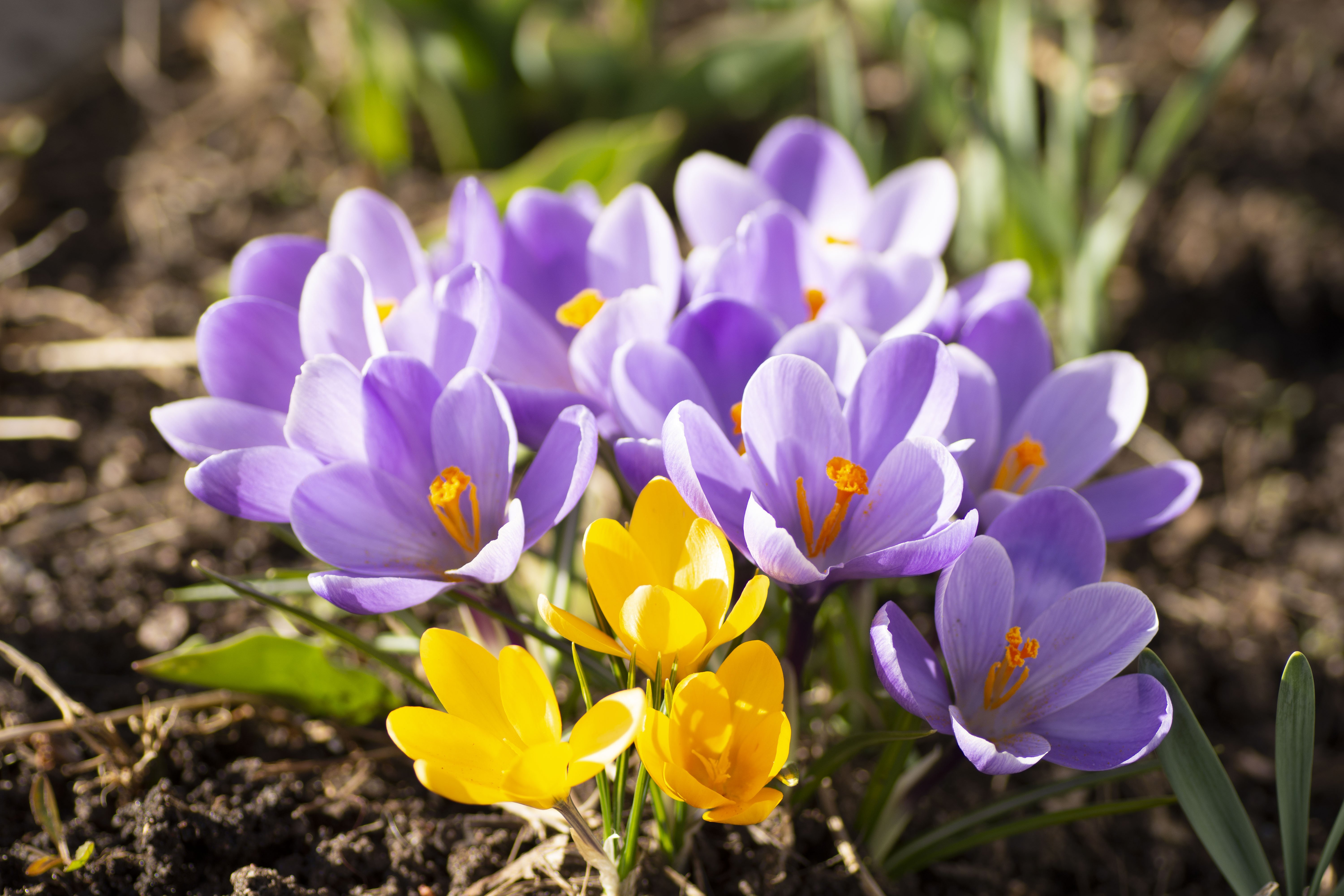 Цветы весны фото красивые. Первоцветы крокусы. Крокус Шафран весенний. Шафран весенний первоцвет. Крокус (Шафран) первоцвет.