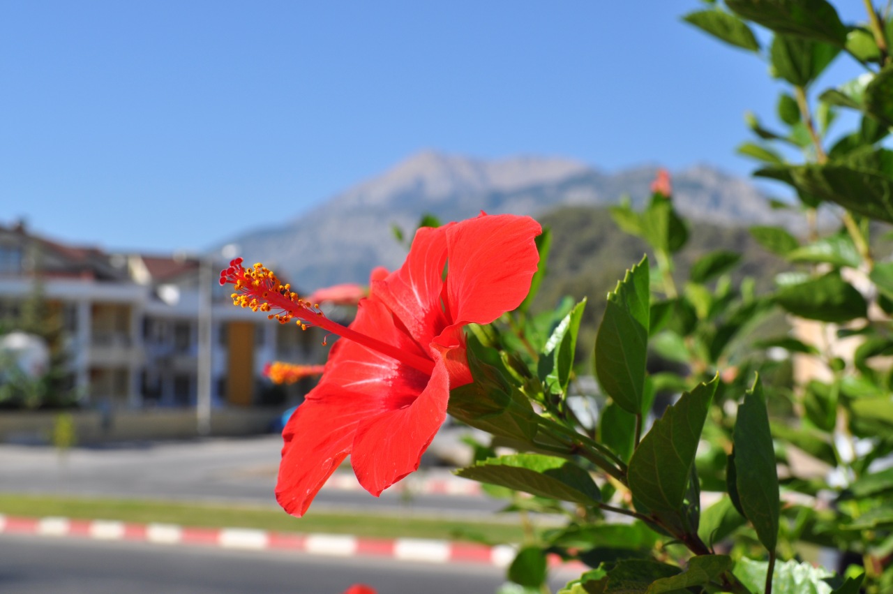 Цветы «просто так» в Турции – купить в «Гранд Флора»