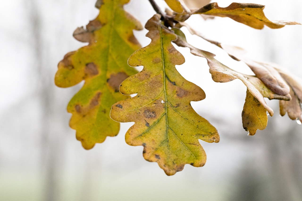 Листья дуба осенью
