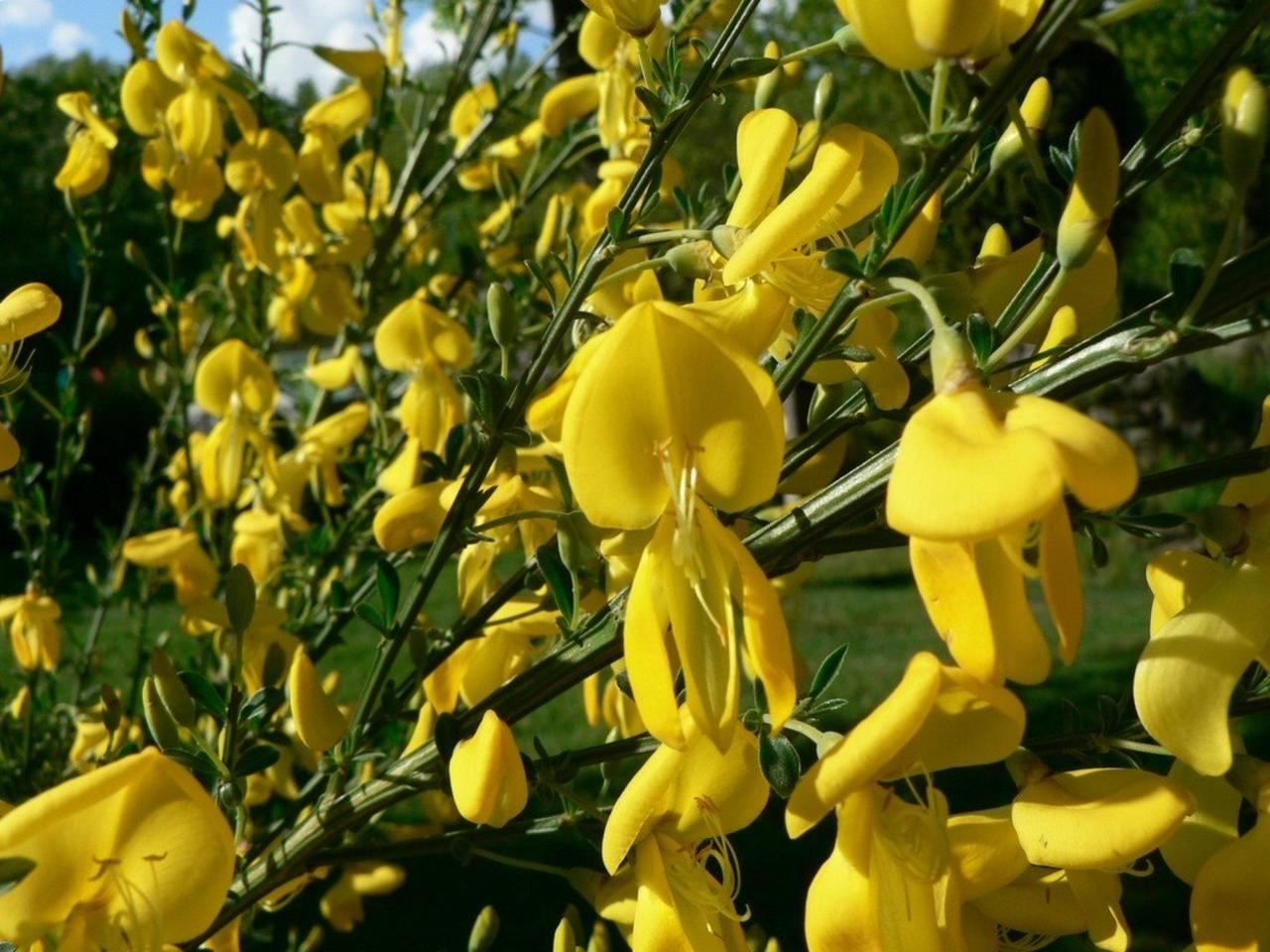 Садовый цветок желтые цветы