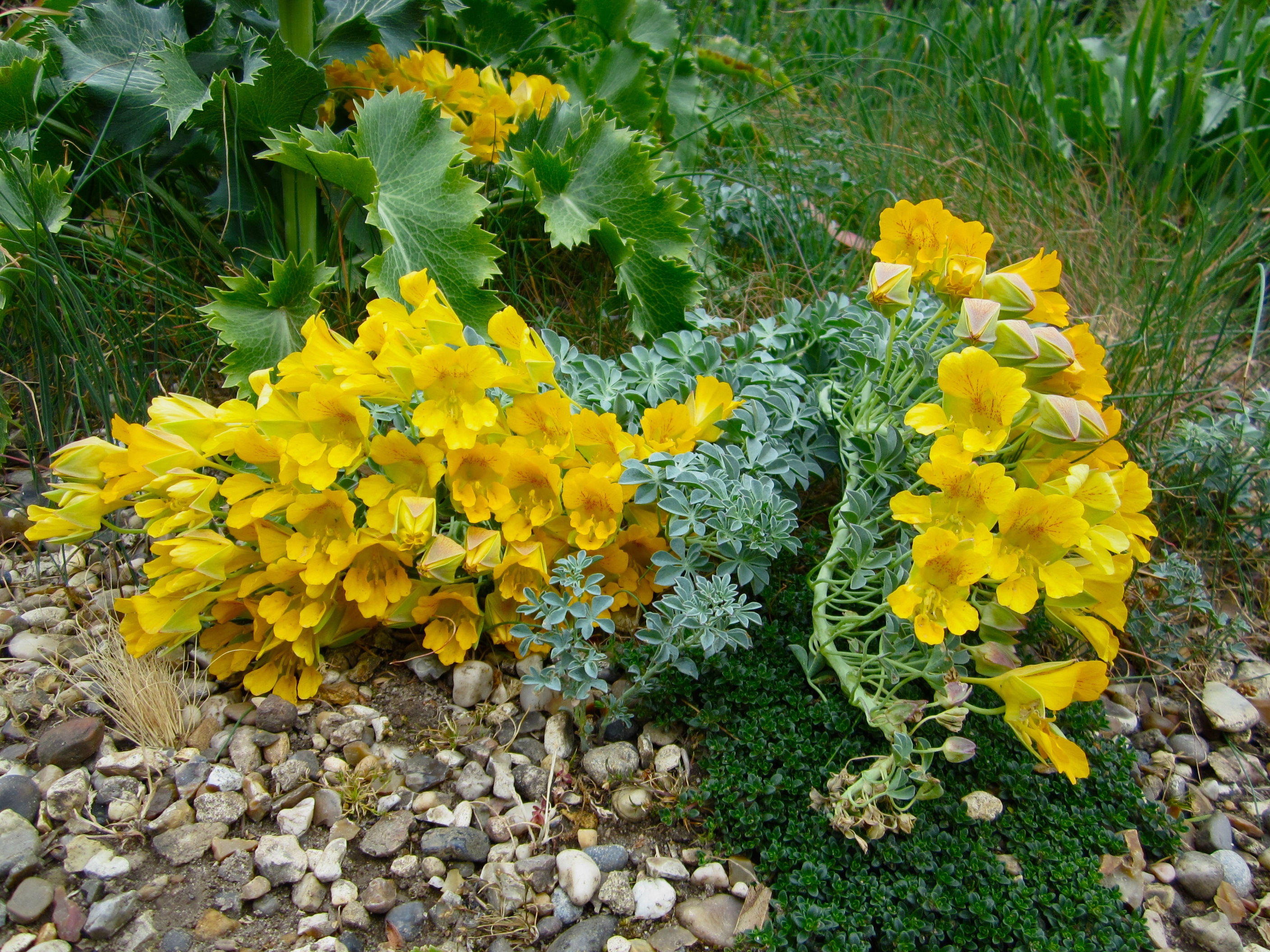 Желтые цветы многолетники фото и названия. Настурция многолистная. Tropaeolum polyphyllum. Настурция иноземная канарейка. Желтые цветы настурция.
