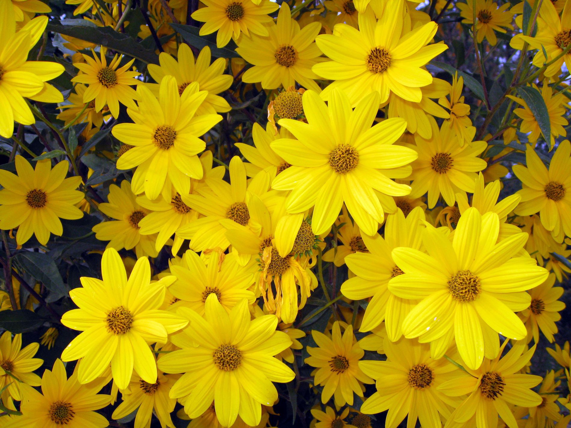Желтые высокие садовые цветы