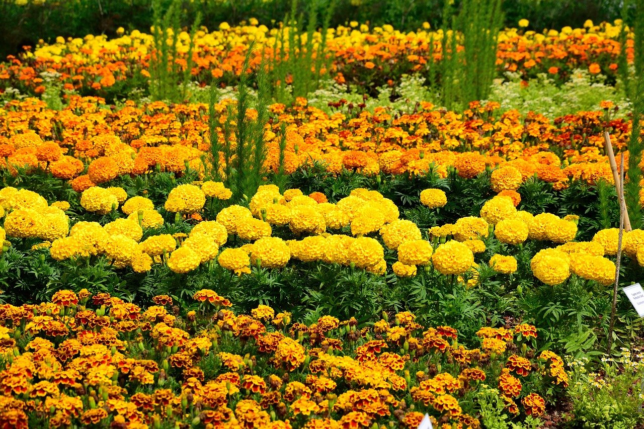 Желтые Цветы В Палисаднике