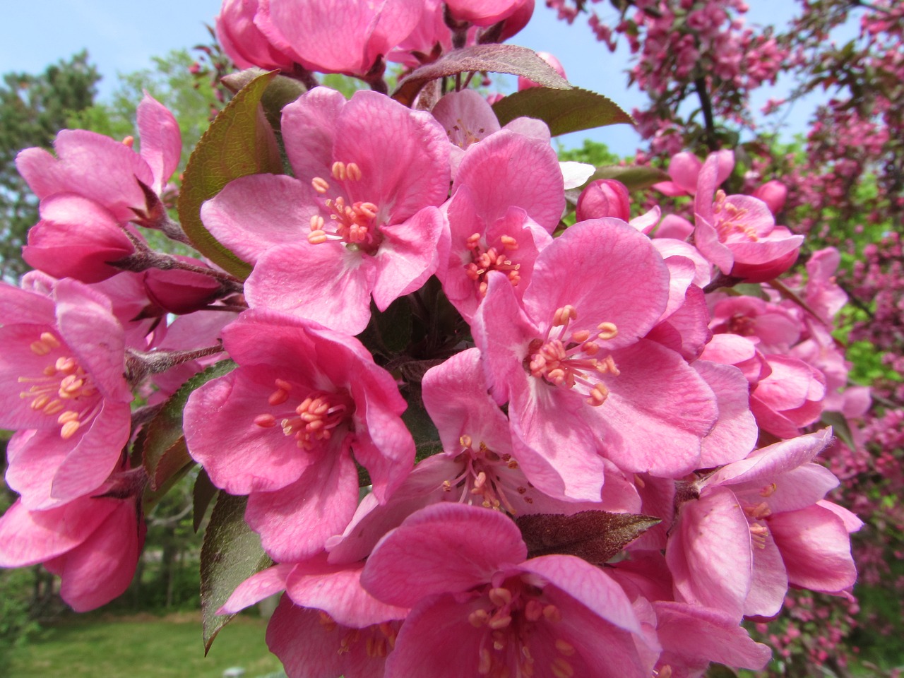 Декоративная яблоня розовоцветущая
