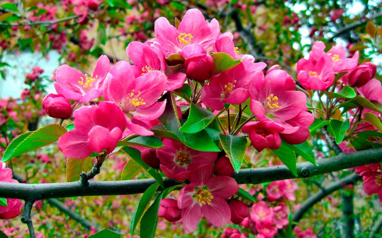 Розовые цветы на дереве фото с названиями