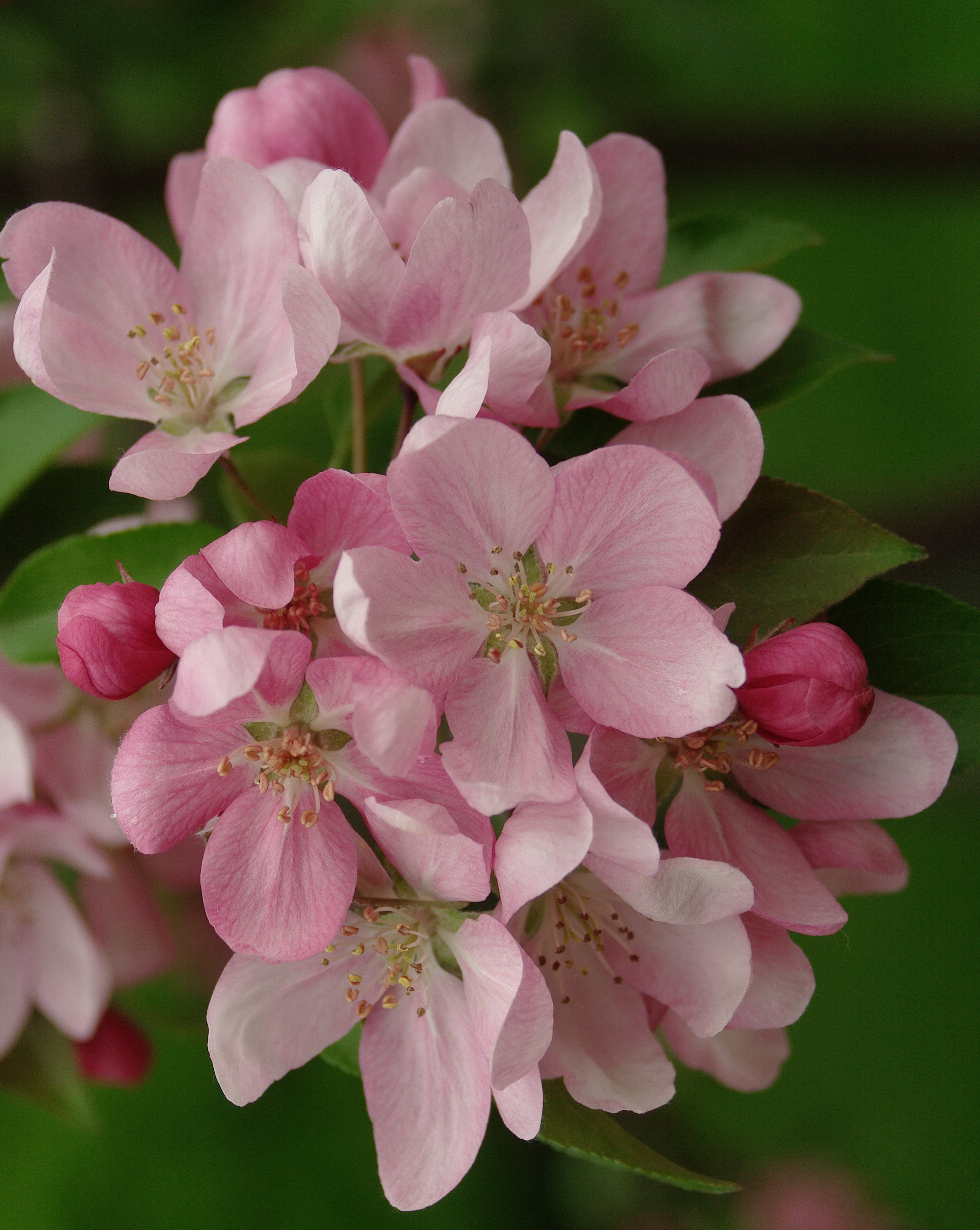 Декоративная яблоня Malus Pink