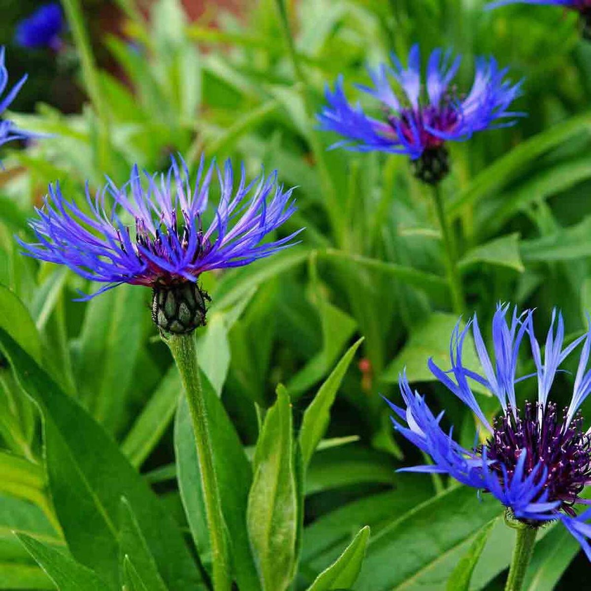 Луговые синие цветы названия и фото