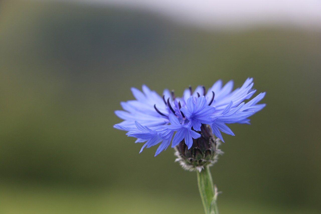Синие полевые цветы Василек