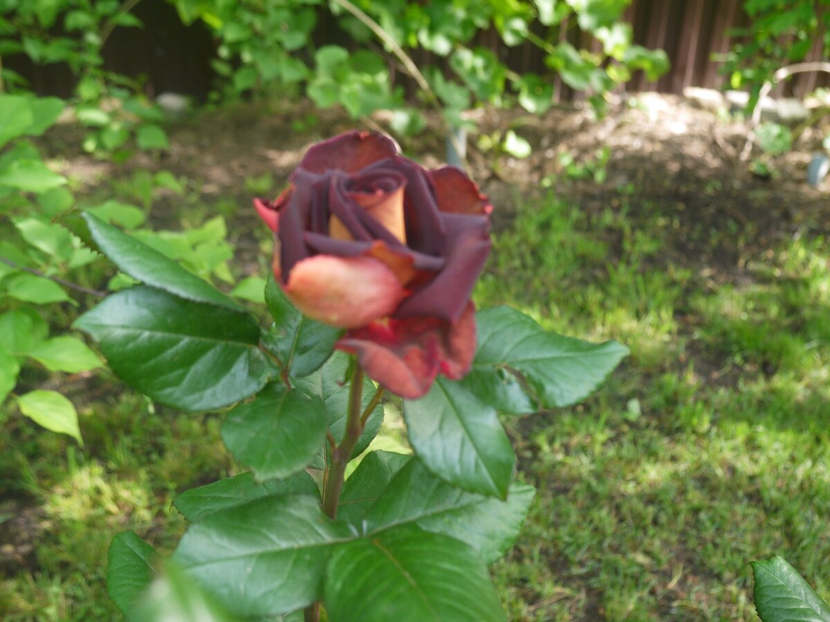 У розы Эдди Митчелл первые розы кремовые могут быть