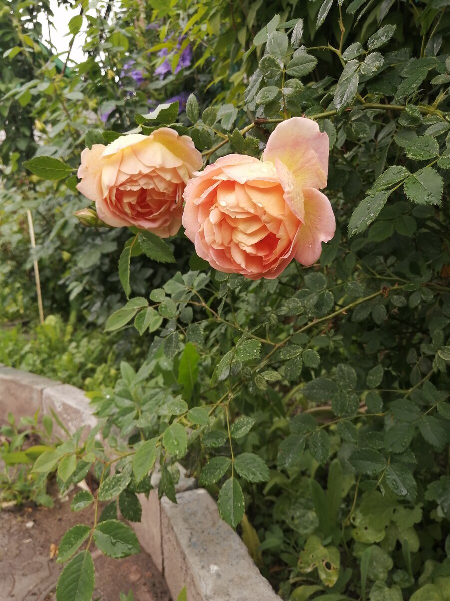 роза леди шалот фото