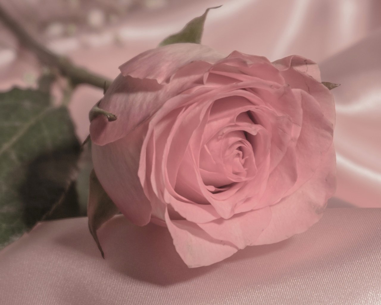 Пудровые розы фото в хорошем качестве
