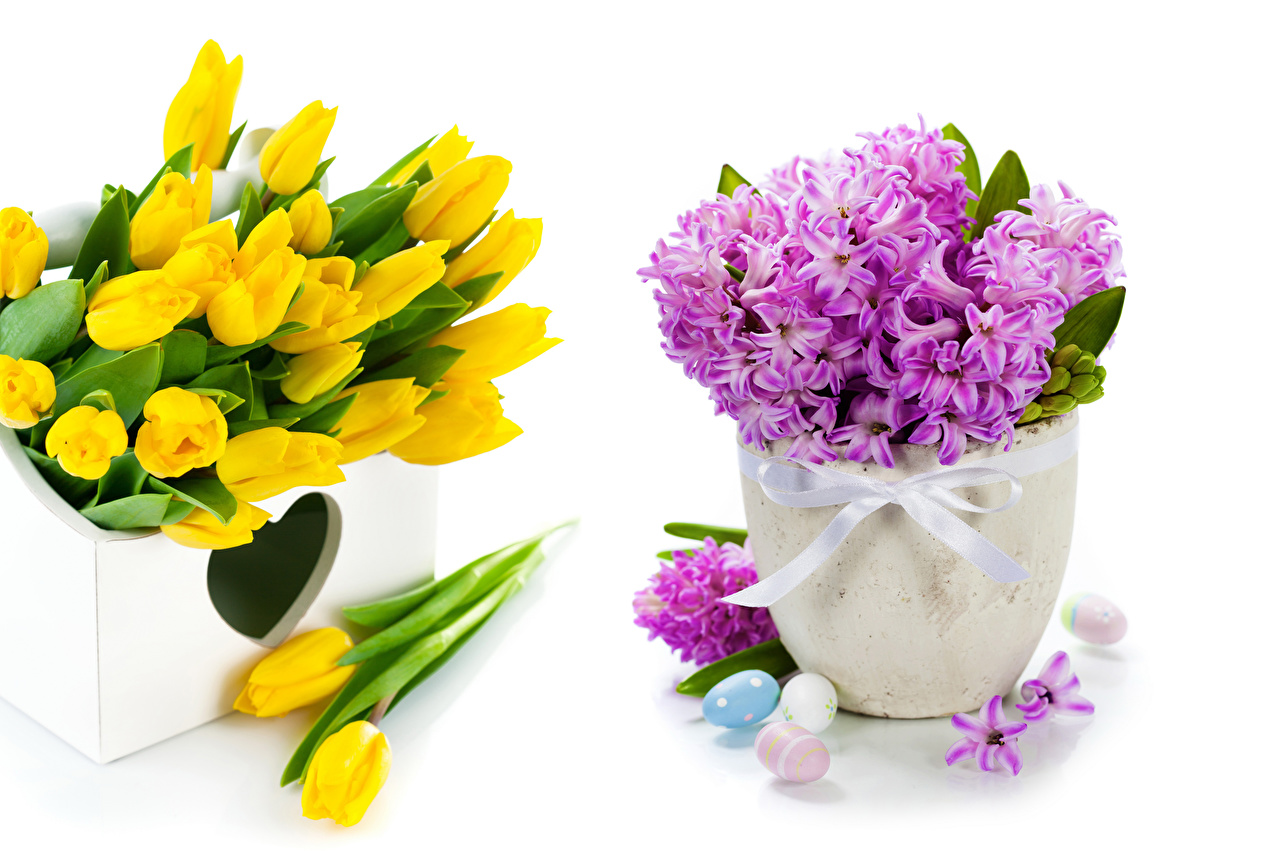 Тюльпаны цветы букет и гиацинт