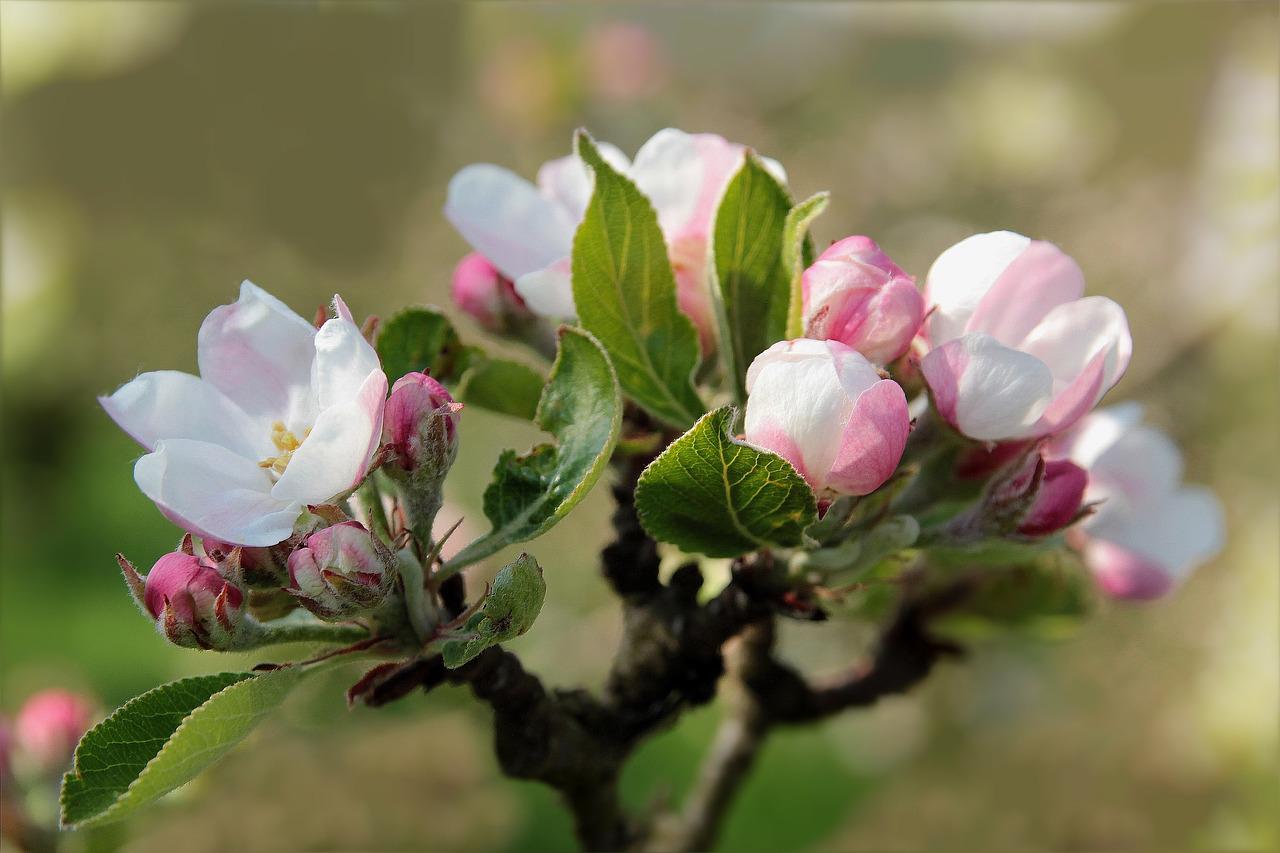 Что такое яблонный цвет седина