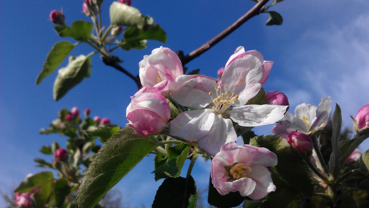 Как цветет яблоня спартан фото