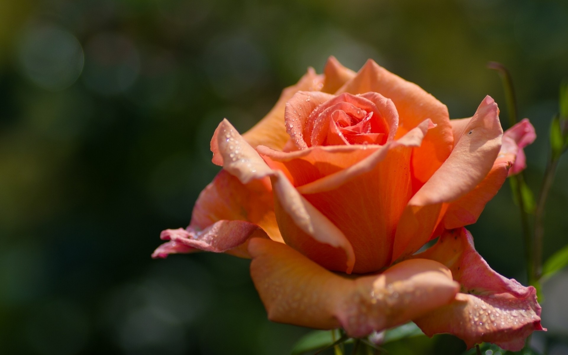 Бутон оранжевой розы