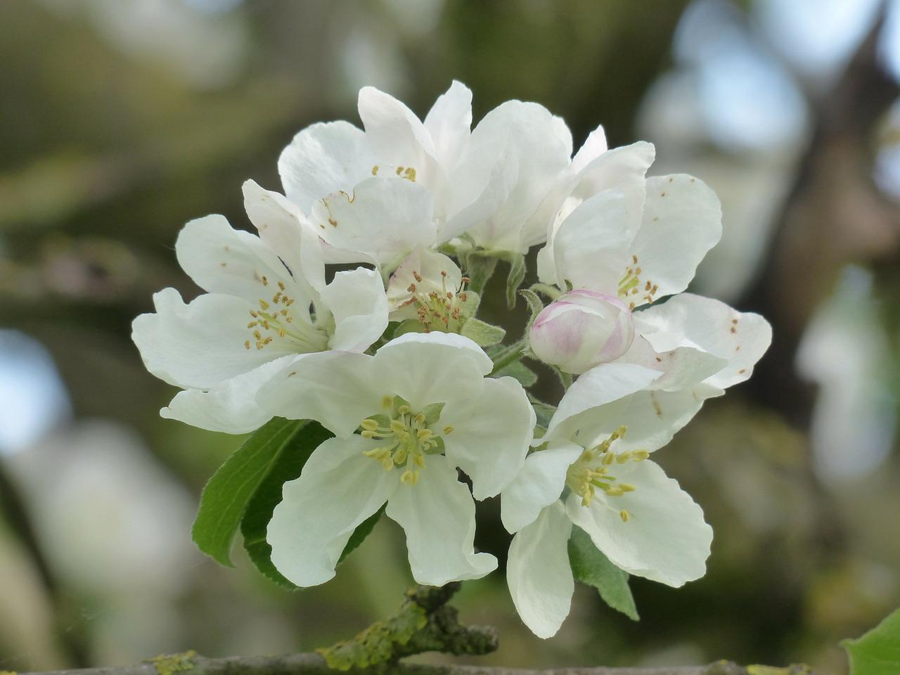 Яблоня декоративная белоцветущая